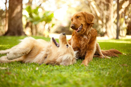 The Science Behind Why Dogs Make Us Feel Better — 7 min read
